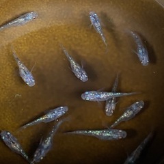 メダカ　白ブチラメ幹之サファイア系　②    値下げしますの画像