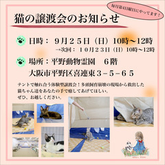 体験型譲渡会ねこ譲渡会の開催