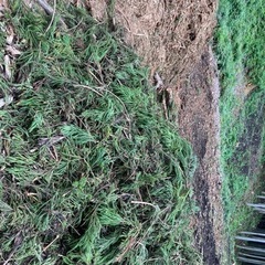 杉ヒノキなどのチップあげます。の画像