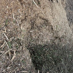 杉ヒノキなどのチップあげます。の画像