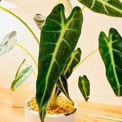 お部屋のインテリアにオススメ！鉢付き！すぐ飾れます♪観葉植物