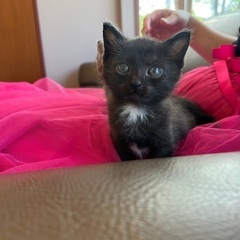 キュートな黒猫女の子♡里親様決定！