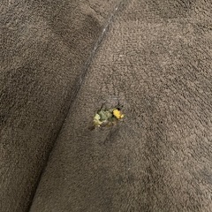 2〜3人掛けソファの画像