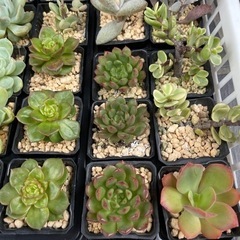 元気な多肉植物苗　いろいろ　②