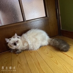 ヒマラヤン　オス