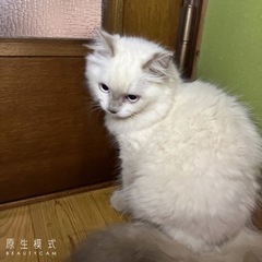 ヒマラヤン　オス