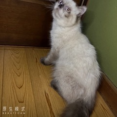 ヒマラヤン　オス