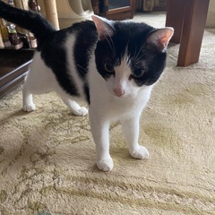 里親募集しています。