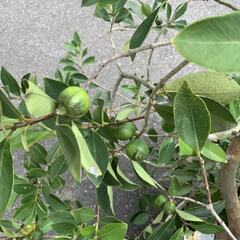 お取引終了　　　トロピカルフルーツ　グァバ(実付き）鉢植えの画像