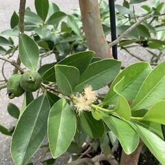 お取引終了　　　トロピカルフルーツ　グァバ(実付き）鉢植えの画像