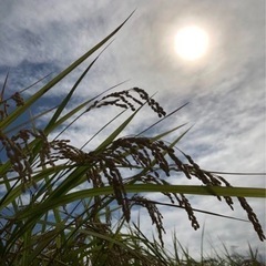 令和4年度新米コシヒカリ　30キロ玄米