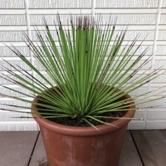 アガベ　鉢ごと　ストリクタナナ 　吹上　コンパクタ アガベ 鉢ごと ストリクタナナ 吹上 コンパクタ アガベ