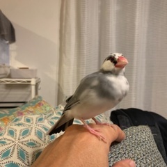 文鳥の迷子／見つかりました！！ご協力ありがとうございました！！