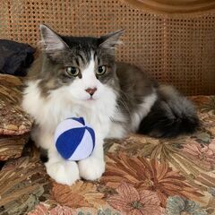 ※譲渡完了※長毛猫の里親募集