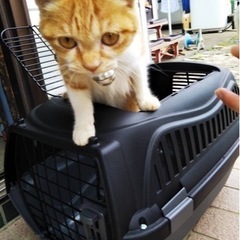 《子猫の飼い主見つかりました！》