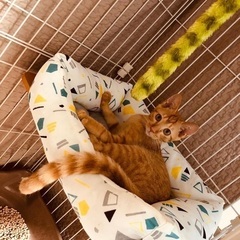 【募集中止中】茶トラの子猫☆とっても人懐っこいです