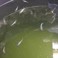 メダカ　天界　若魚　12匹　(タイプ2)