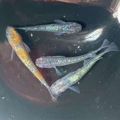 華山めだか　現物出品　サボラメブルー