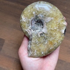 アンモナイトの化石