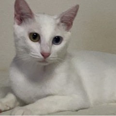 幸運の白猫！オッドアイ！鍵しっぽ！