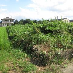 空地のかずら除去、整地、ユンボ、格安 - 便利屋