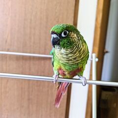 ウロコインコ、コガネメキシコインコ
