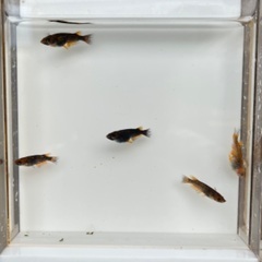 （極上）五式メダカ　オス2メス3の画像