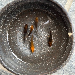 （極上）五式メダカ　オス2メス3の画像