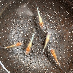 紅玉メダカ　2ペア＋メスの画像