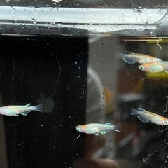 紅玉メダカ　2ペア＋メスの画像