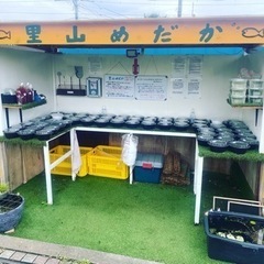 里山公園前　メダカの無人販売所　里山めだか　9月3日出品