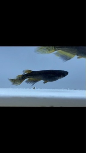 メダカ各種