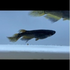 メダカ各種