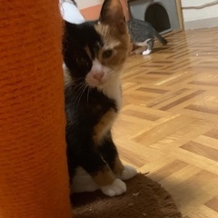 【ふわふわの甘えん坊さん】ななちゃん