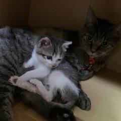 【いつも食べ過ぎお腹ポンポコリン】ちなちゃん