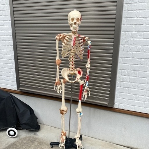 人体模型 骨格標本 骸骨 がい骨 病院にあるやつ
