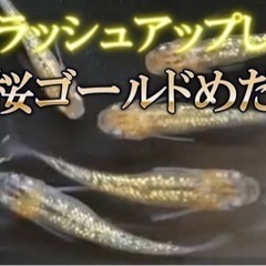 夜桜ゴールドメダカの稚魚②の画像