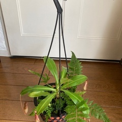 ウツボカズラ　観葉植物