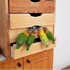 ボタンインコが3羽迷子になりました。