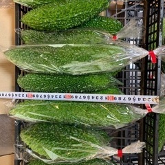 ゴーヤ　直売　50円