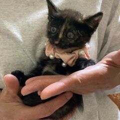 お話し中・・・生後1ヶ月半★サビちゃん②★お鼻の模様がかわいい💛