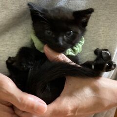 生後1ヶ月半★黒猫の男の子①