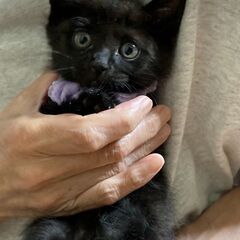 【ほぼ決まりました】生後1ヶ月半★黒猫の男の子②