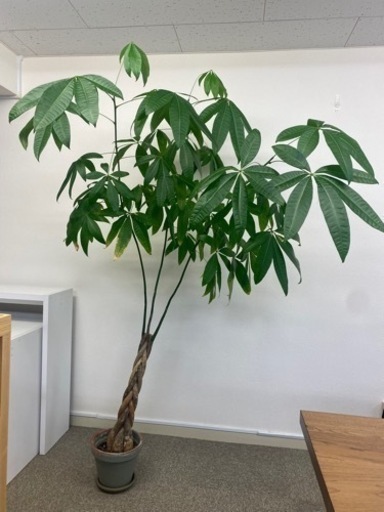観葉植物　パキラ　210cm
