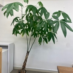 観葉植物　パキラ　210cm