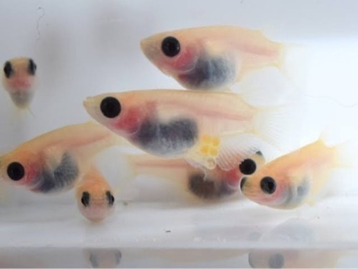 ★パンダだるまメダカ稚魚10匹