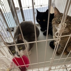 里親募集中です‼️