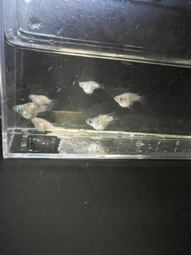 白ブチラメ　ダルマ　6匹　メダカ