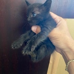 子猫里親募集 黒色で少し虎柄 - 豊見城市