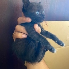 子猫里親募集 黒色で少し虎柄 - 猫